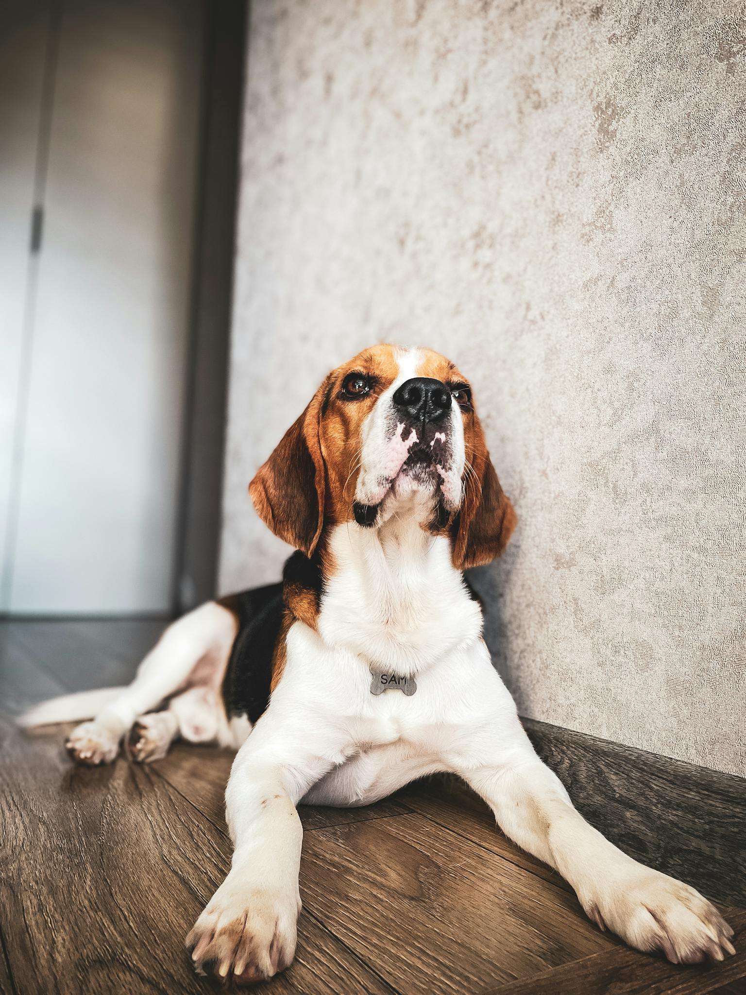 A beagle dog lounging indoors on a wooden floor with a peaceful demeanor.