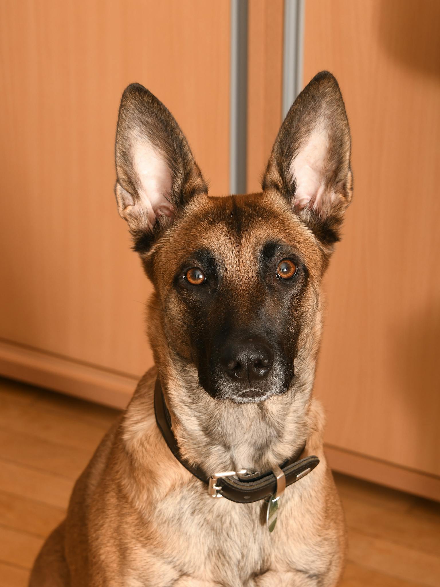 A Belgian Malinois dog sitting indoors, demonstrating alertness and focus.