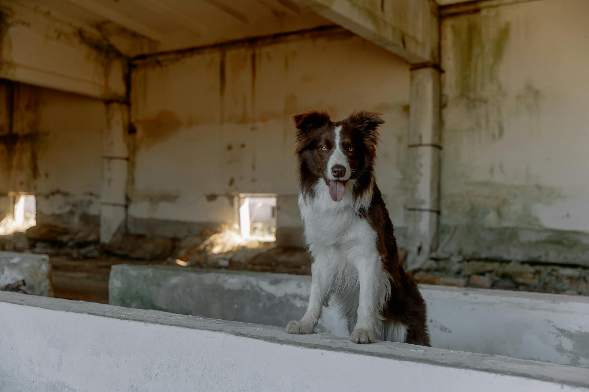 A border collie stands in an old, abandoned building, capturing an intriguing mix of nature and decay.