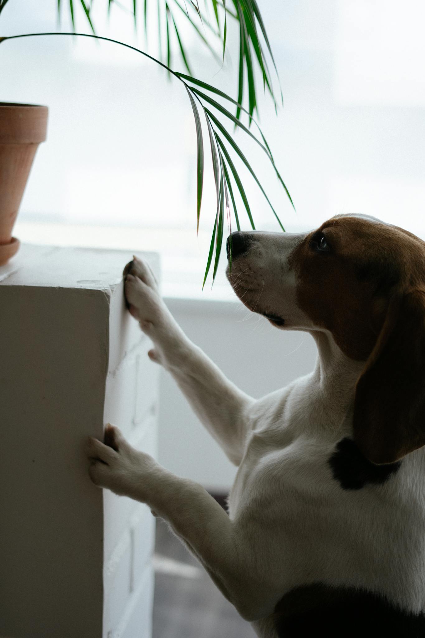 A curious beagle stands on hind legs reaching for a plant inside a well-lit room.