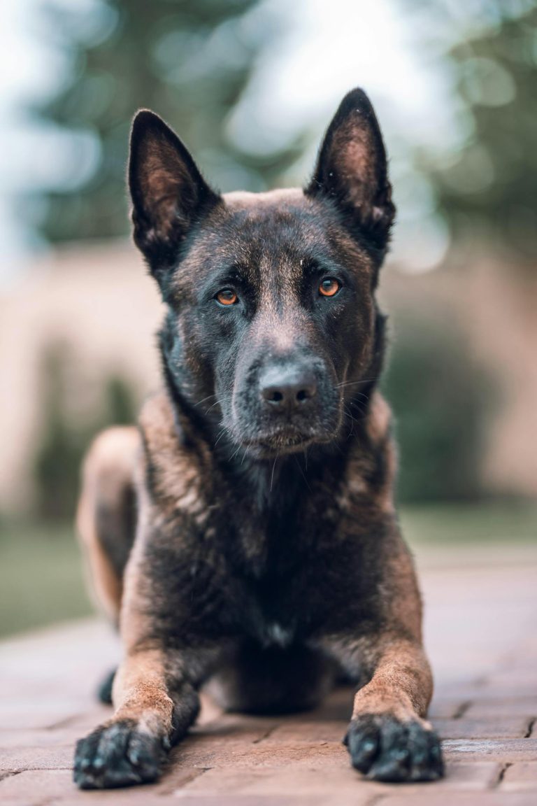 A focused portrait of a Belgian Malinois dog lying on a brick surface outdoors, displaying alertness.