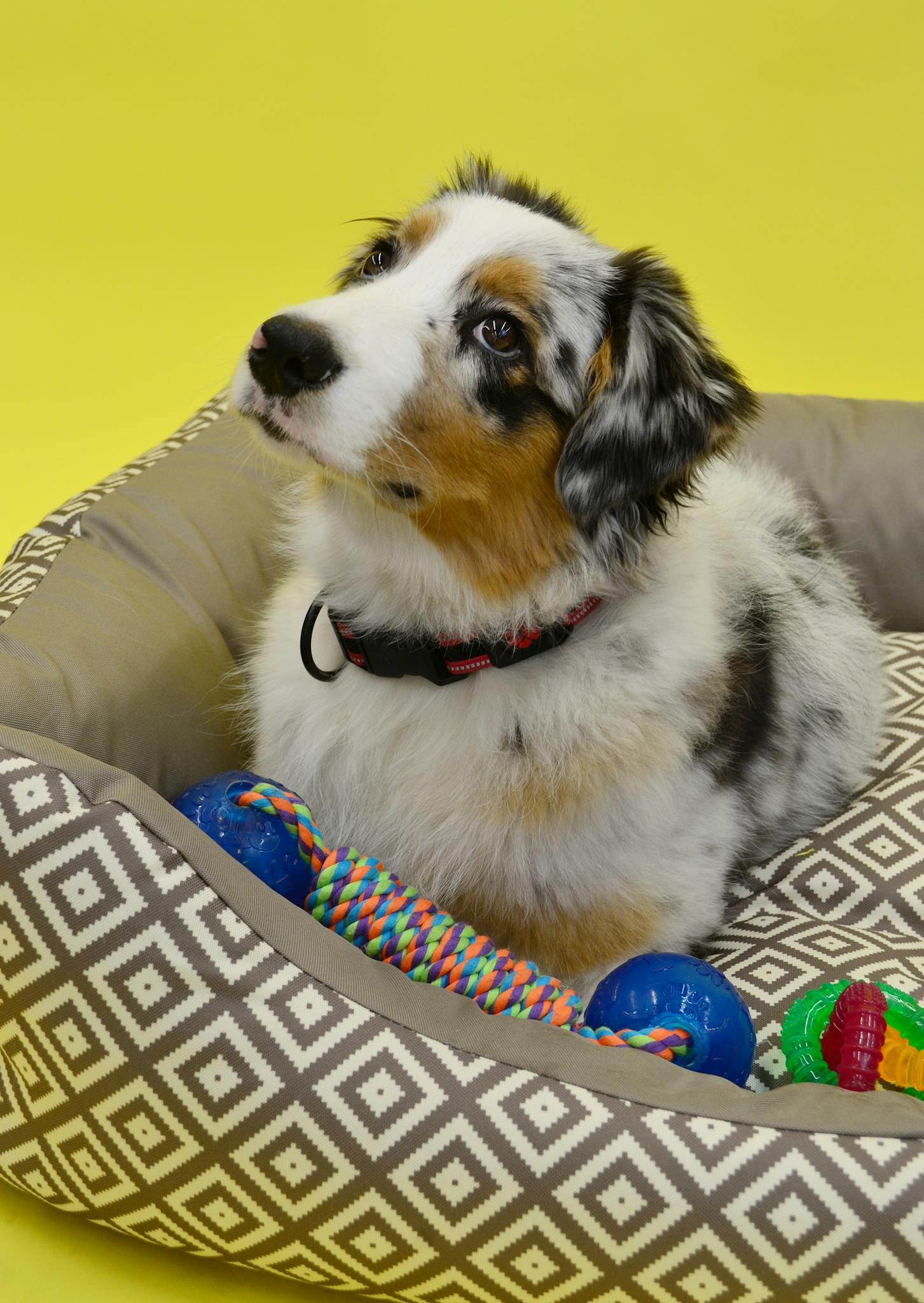 Charming Australian Shepherd in a cozy bed surrounded by colorful dog toys on a vibrant yellow background.